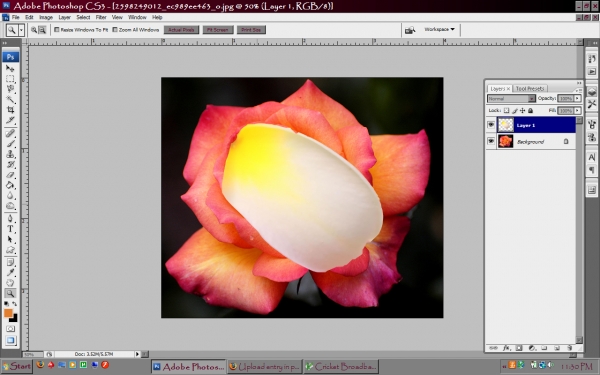 Creation of Hawiian Rose: Step 1